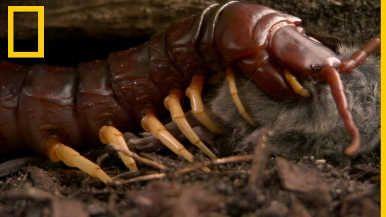 La escolopendra gigante, un animal letal | National Geographic en Español