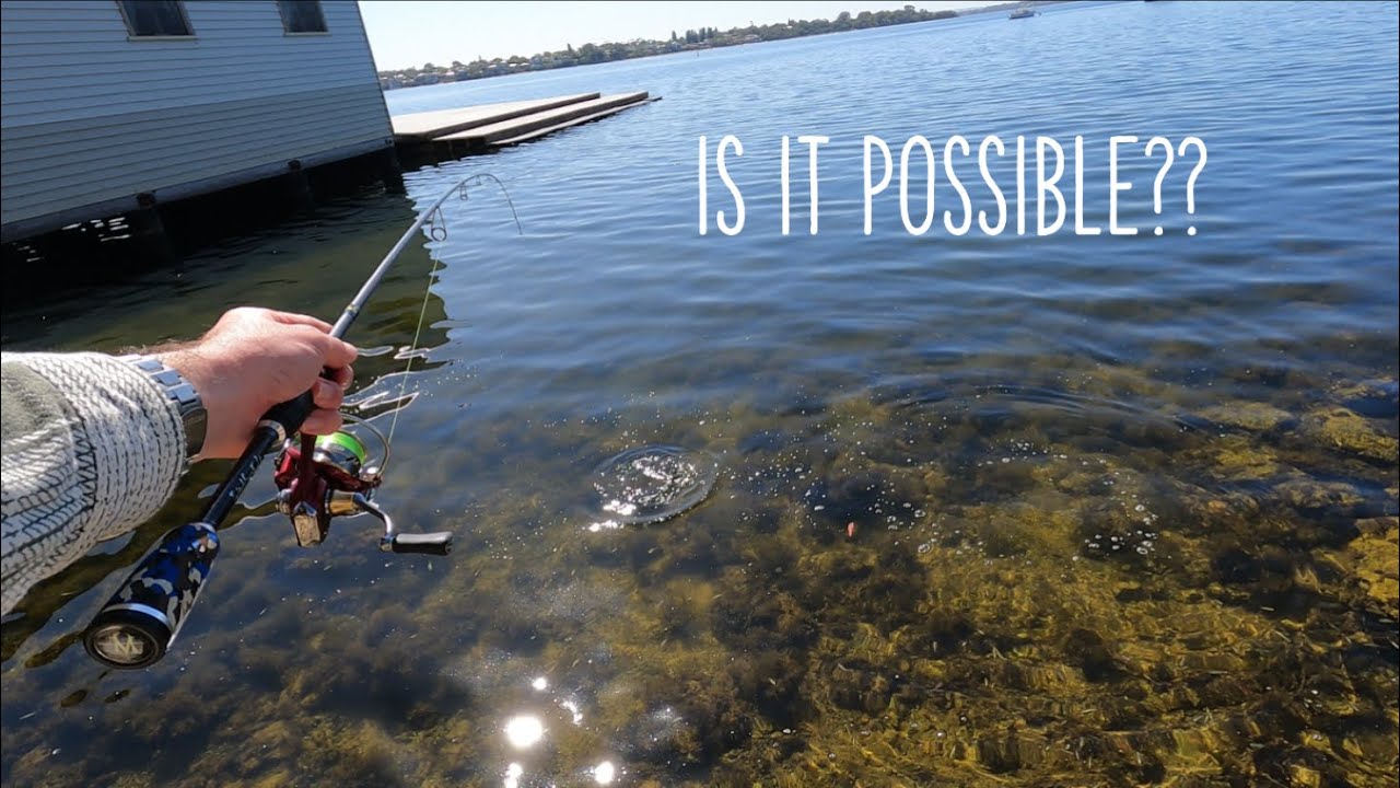 Can I Catch Every Fish in Perth, Australia? (21 Species!)- Episode 1