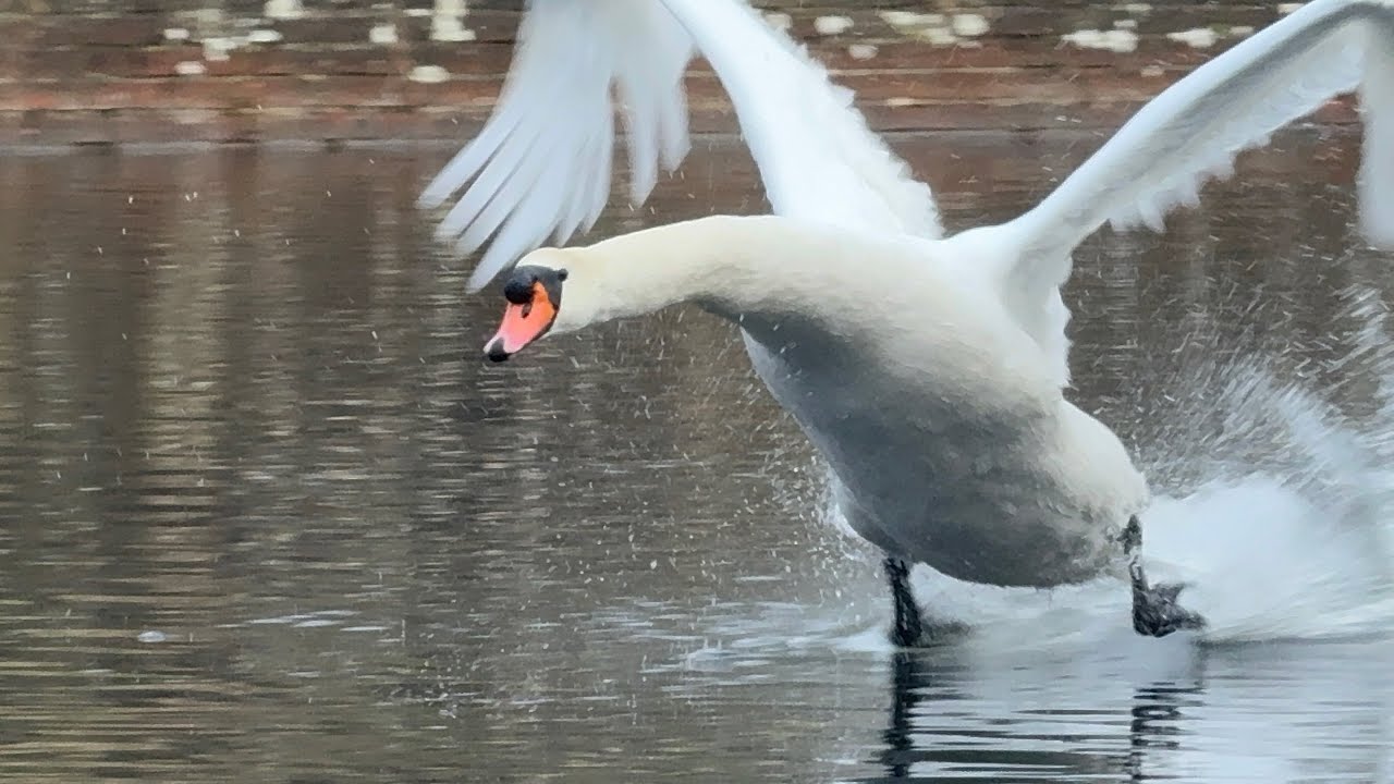 Juvenile First For Seeds Until Swan Parents Take Over The Food! (John & Alexa) 3 February, 2025.