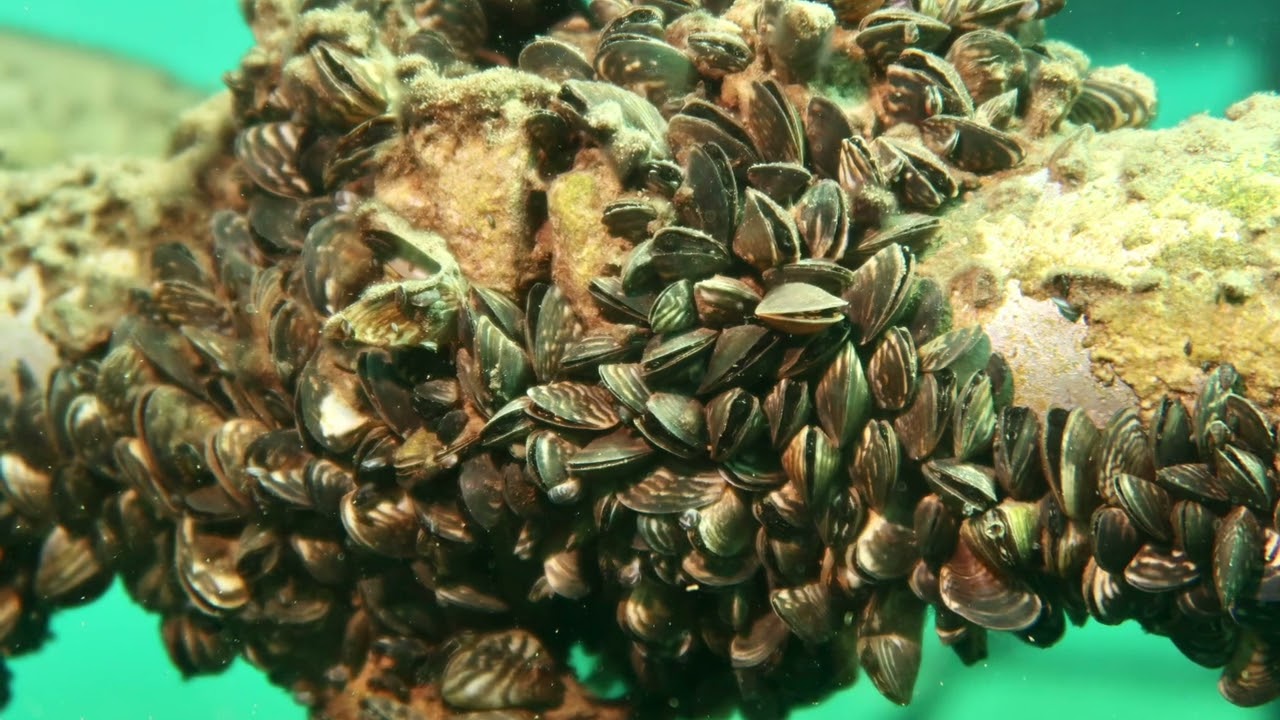 Tauchen im Kulkwitzer See - Leipzig