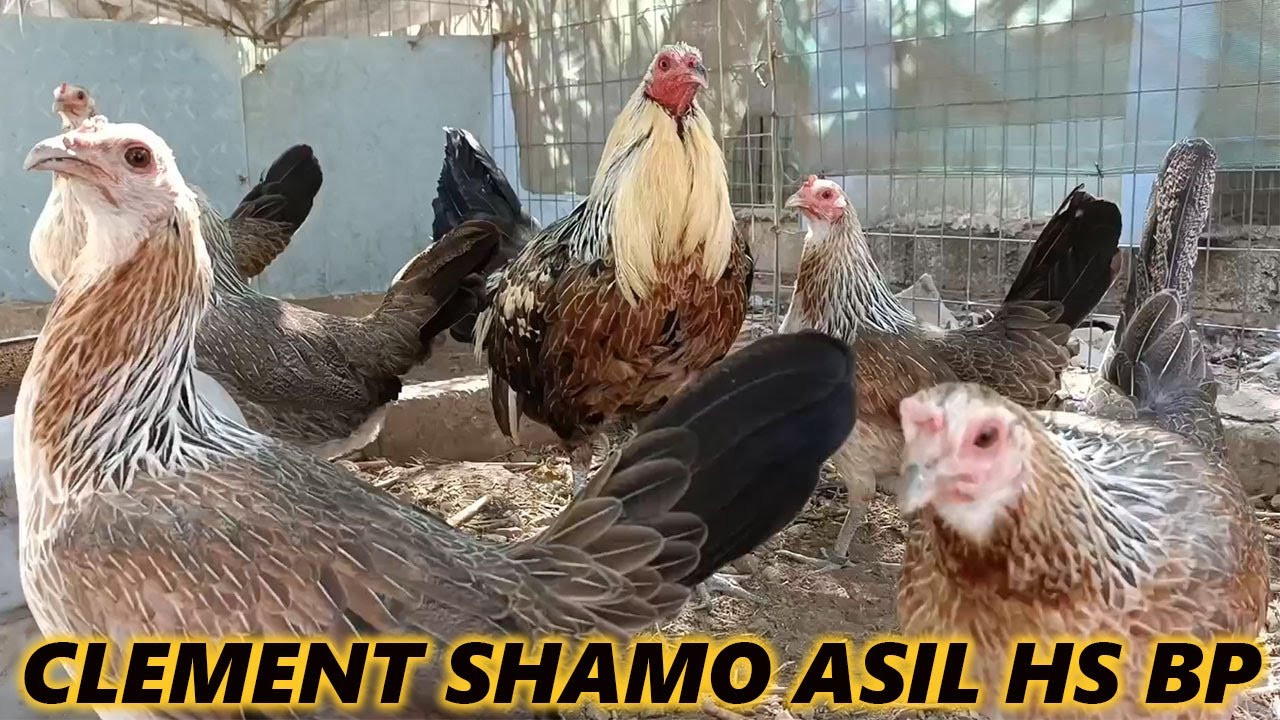 Shamo Asil Hennie Jap Clement Rancho Burras Prietas