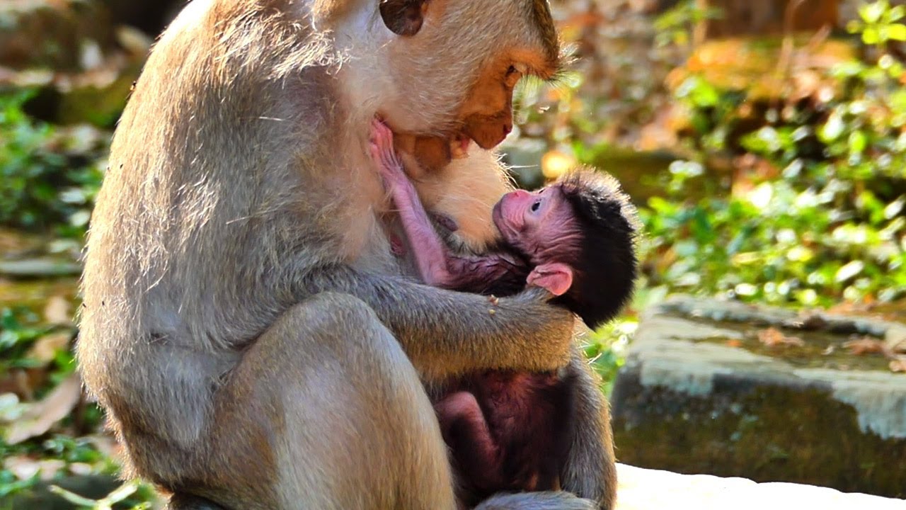 Congratulations...! First mom Stormy gave birth to a cute baby, So sweet the first young mom