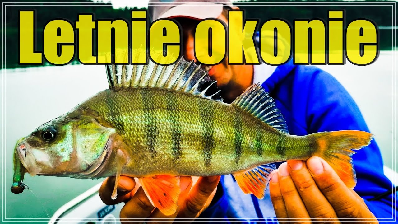 JAK ZŁOWIĆ ŁOWIĆ OKONIE LATEM - na urlopie | spinning JEZIORO lipiec #31