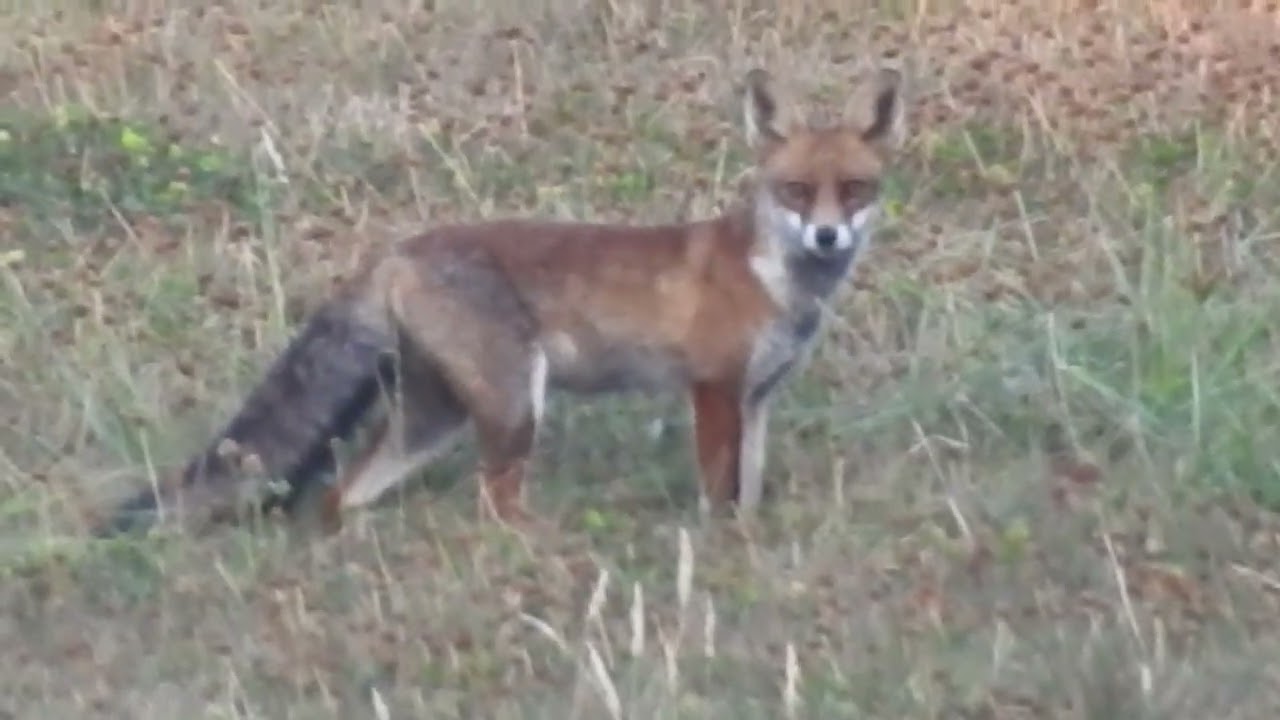 Fuchs auf Beutejagt