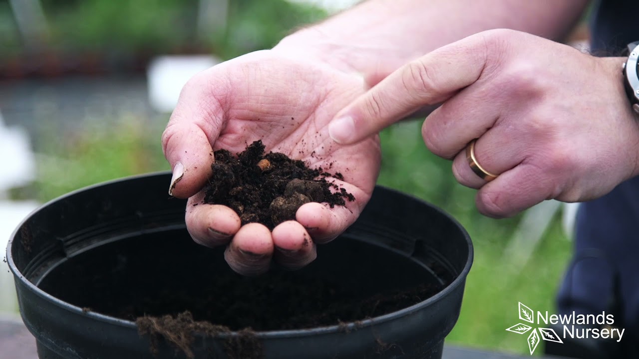 EP57 - How to grow and care for French Tarragon #5MINUTEFRIDAY