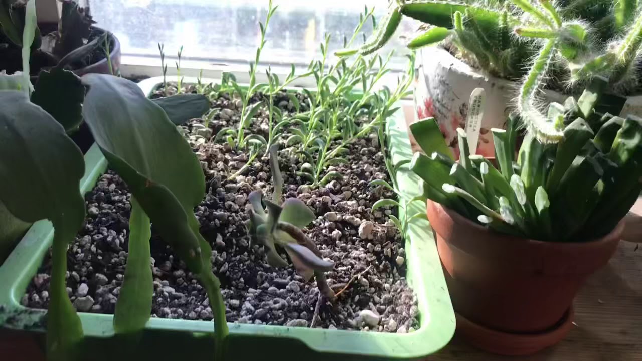 Сочное обновление