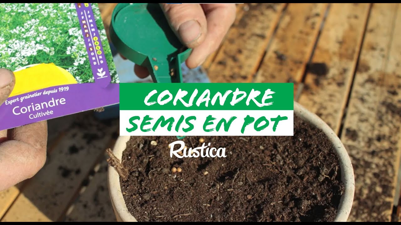Semer la coriandre en pot