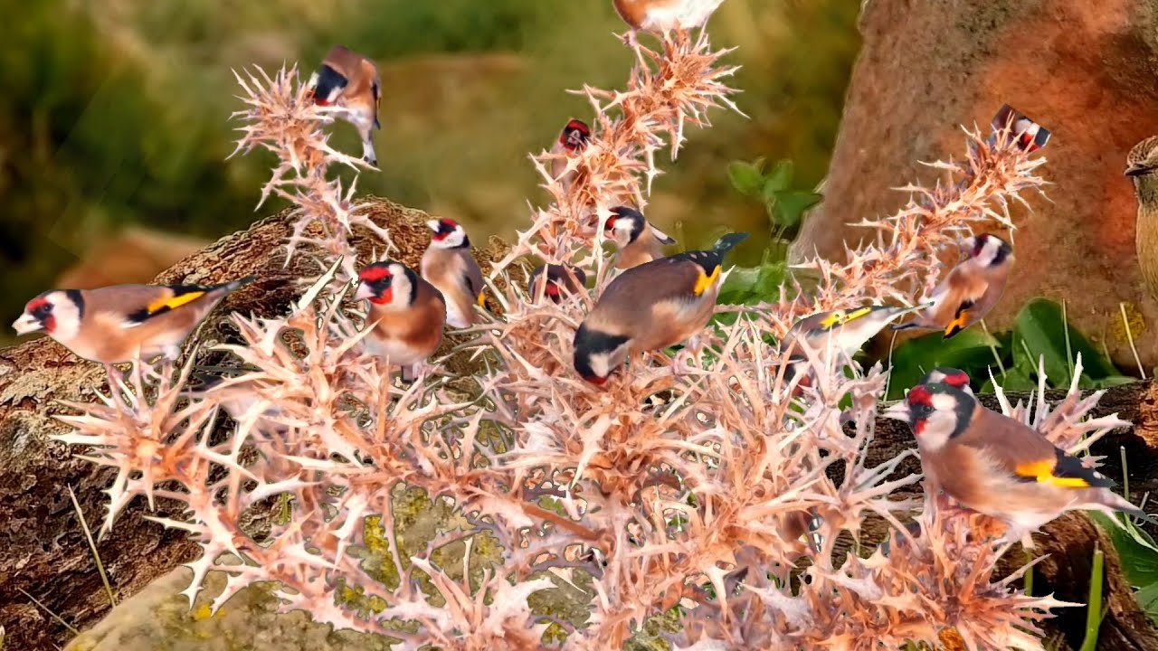 بتبتة الحسون تحفيز الحسون على التغريد والهيجان علاج صمت الحسون goldfinch stimulation #birds 