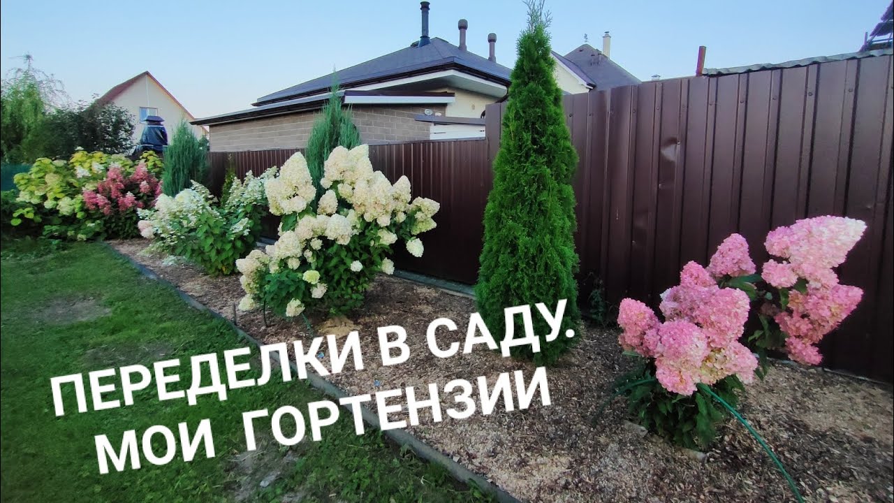 Видео от 6, 8 и 10.09.24. Выкапываю флоксы, показываю гортензии.