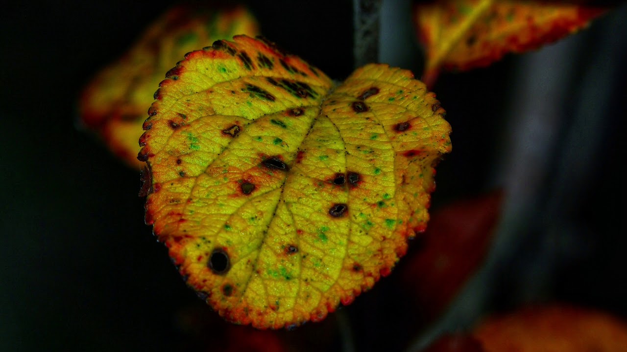 Pentax k10d