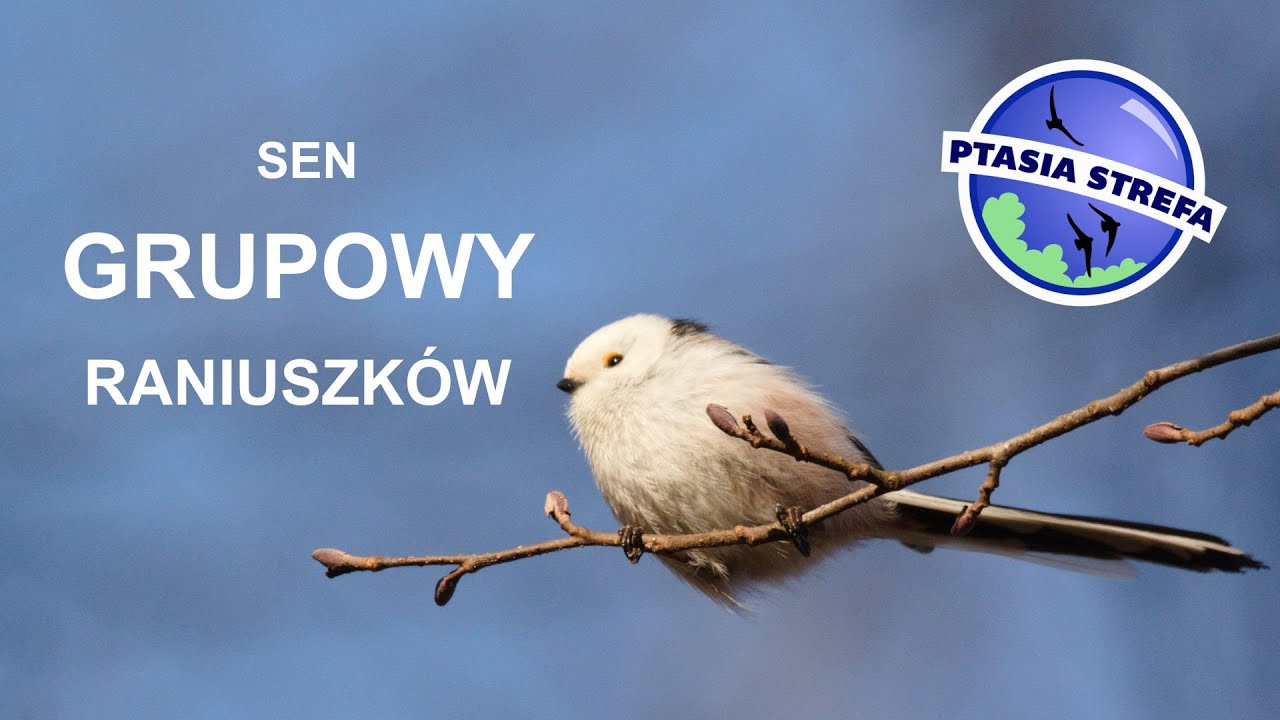 Gdzie raniuszek kiedy śpi...