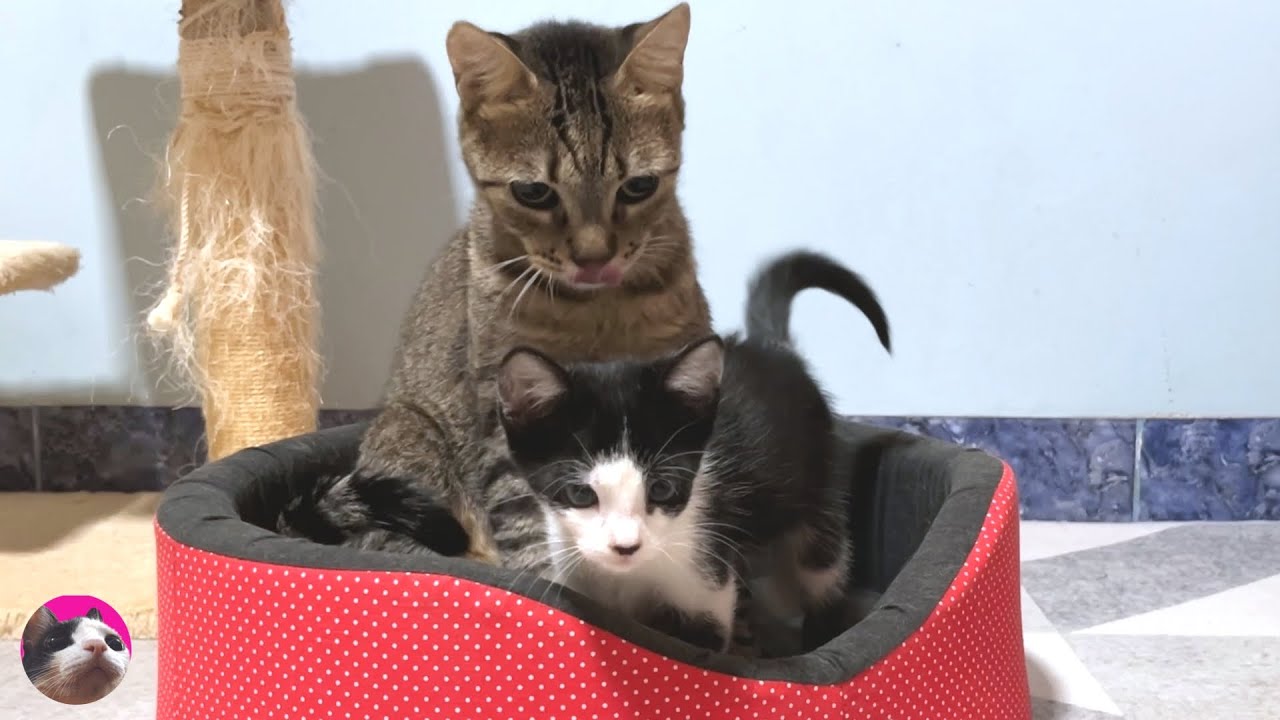 Как говорящий спасенный котенок и бескровная пожилая кошка стали матерью и ребенком?