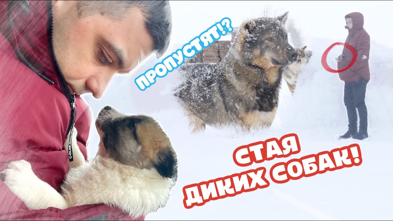 Щенок плакал по маме. Дикие собаки остановили нас. Нападение на волонтера.