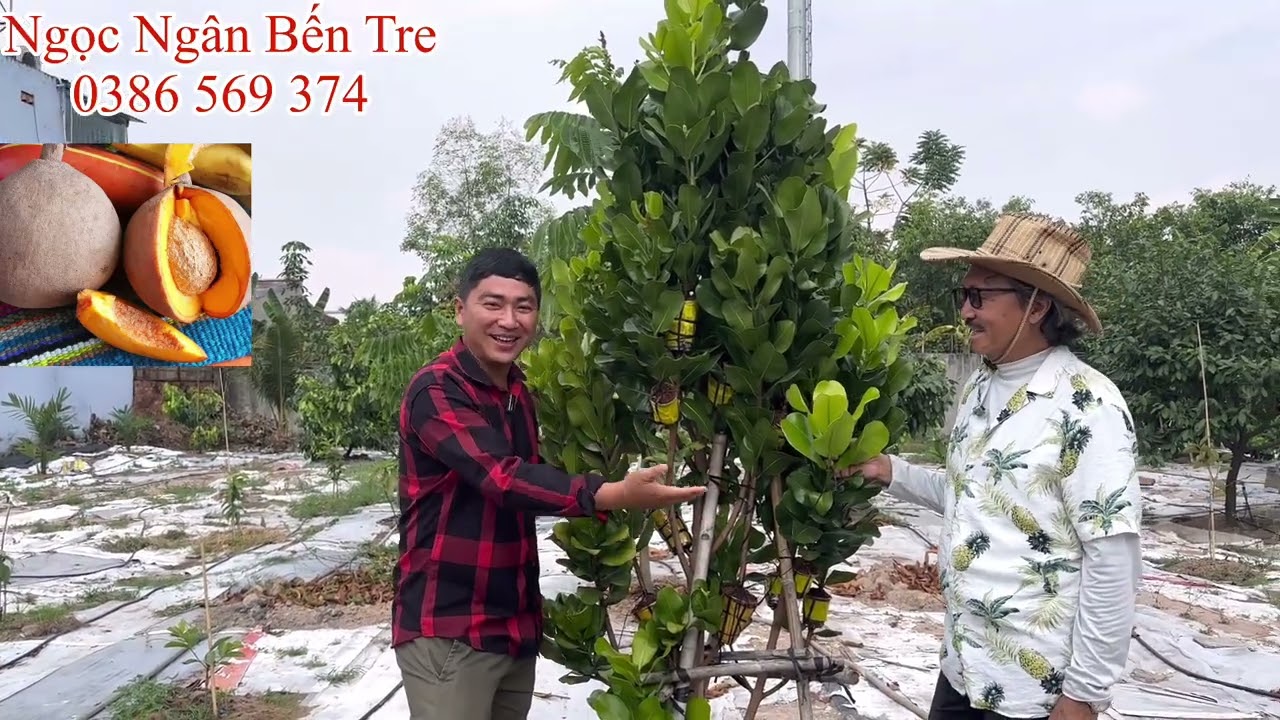 Cây Táo Mamey tại Mr Man Farm | 0386569374 - Ngọc Ngân Bến Tre | Chuyên cây độc lạ