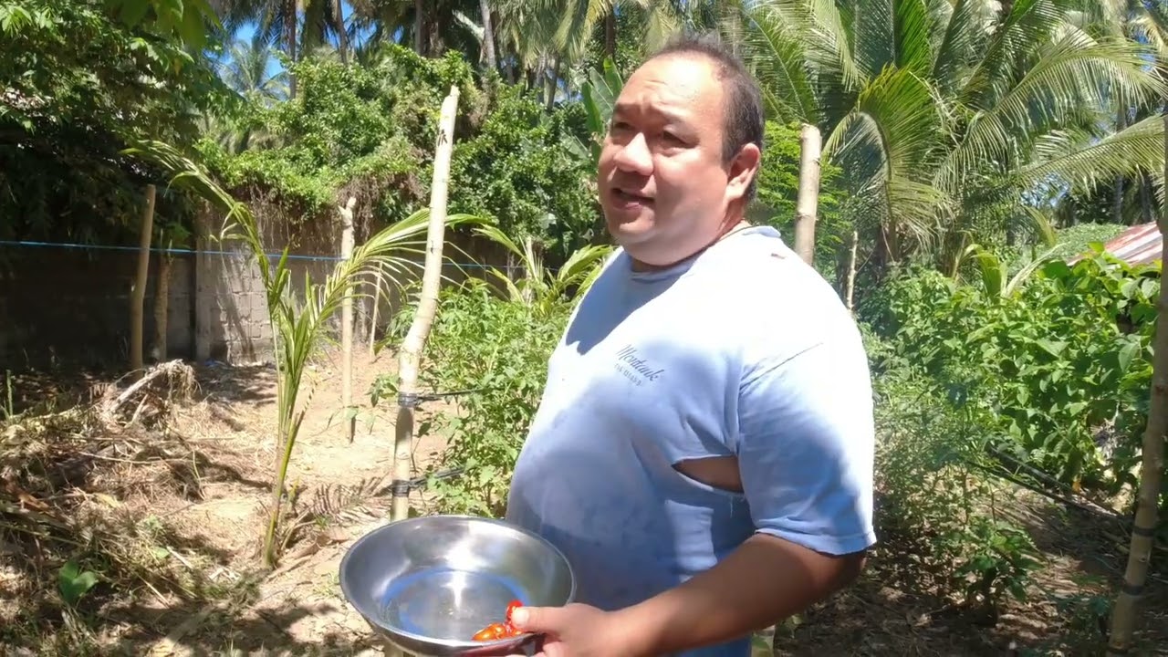 harvesting tomatoes in tropical countryside 