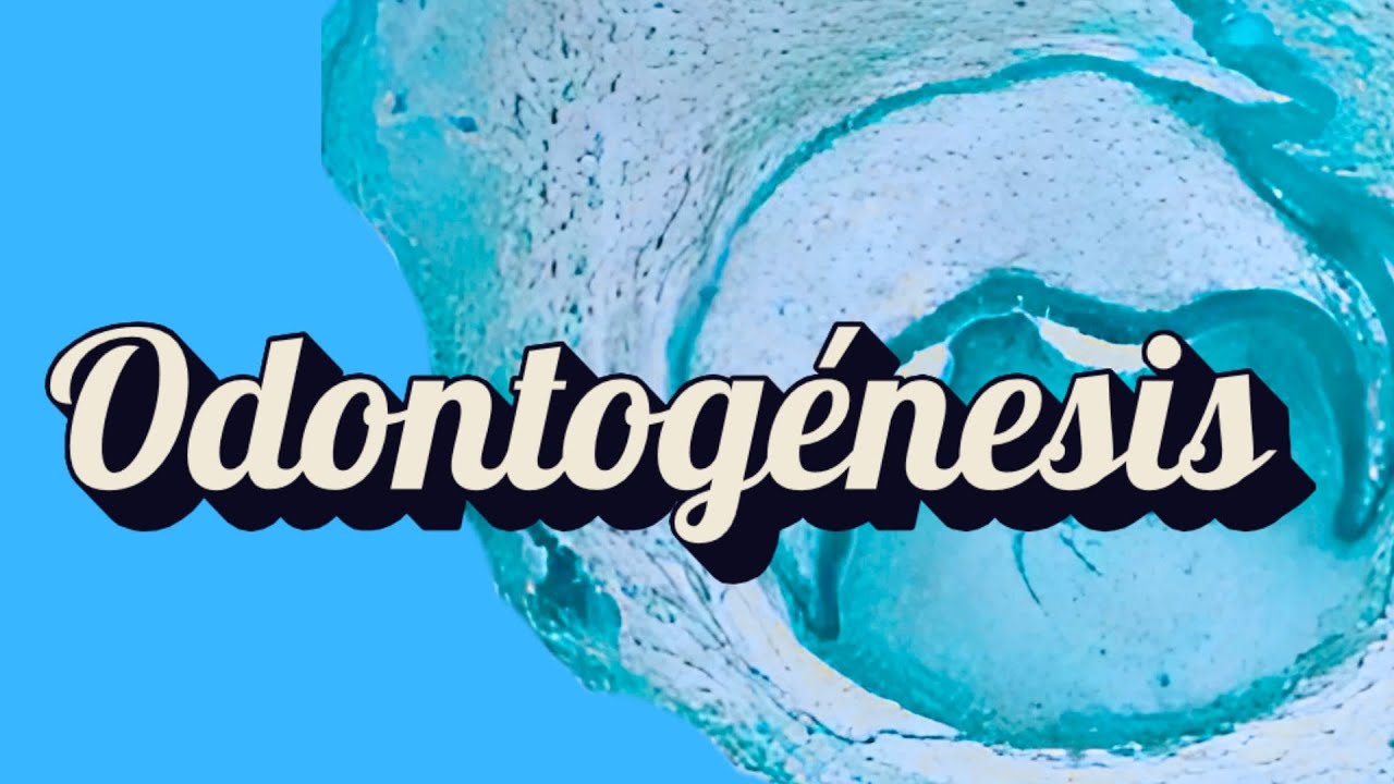 ¿Cómo se Forma un Diente? Odontogénesis Paso a Paso para Futuros Dentistas 🦷✨