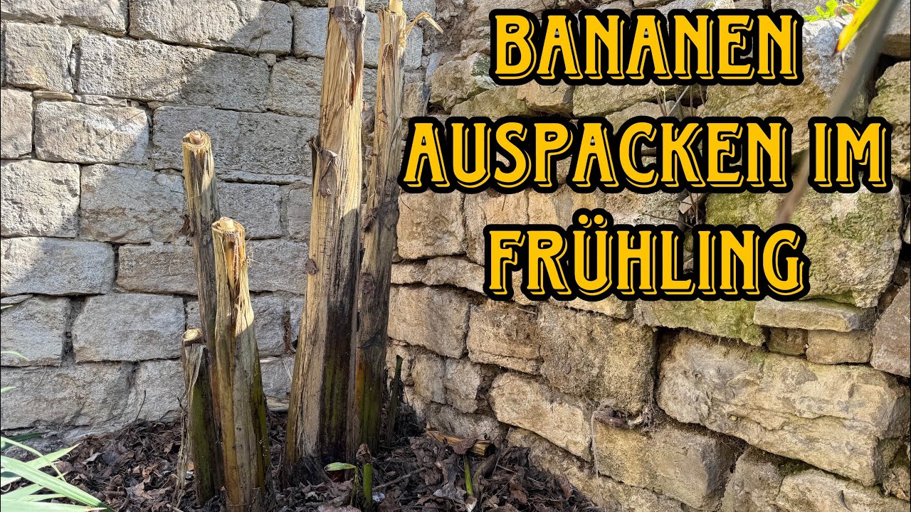 Bananen auspacken zum Frühlingsanfang? Noch zu früh?
