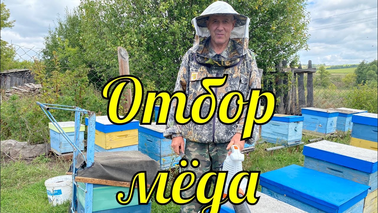 ОТБОР МЁДА!!! КАРНИКА И БАКФАСТ!!!