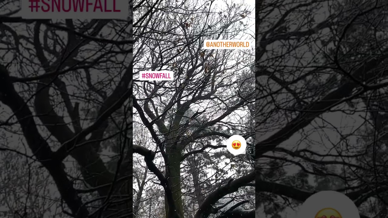 #snowfall #livesnow #manali #solangvalley