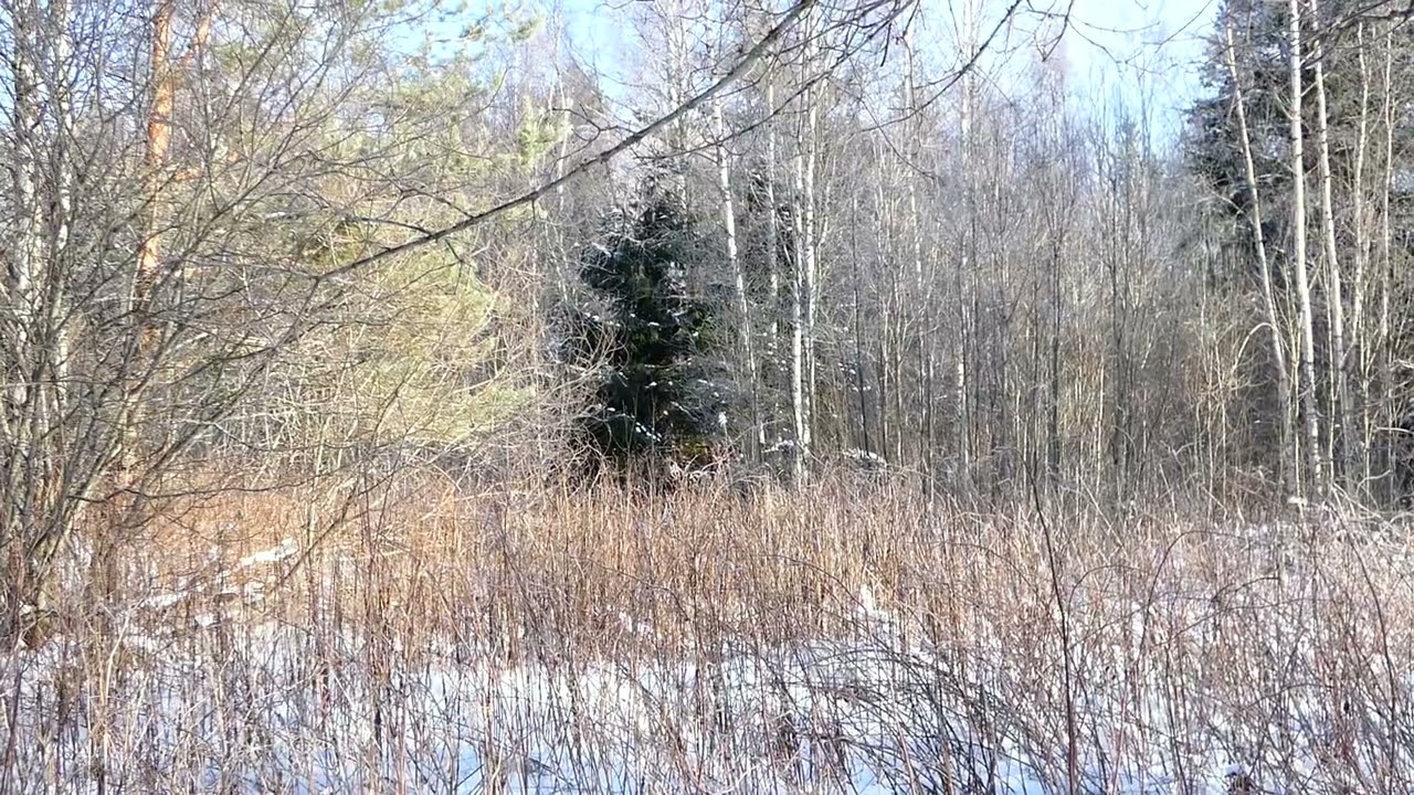 Metsäkauriin keväthaukuntaa