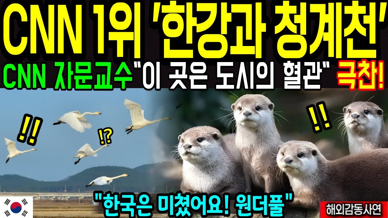 서울 한강 또난리났다! CNN 시청률 초대박! 서울의 도시공학,생태계에 놀랐다가 도시시스템과 공공교통에 깜짝  [해외감동사연]