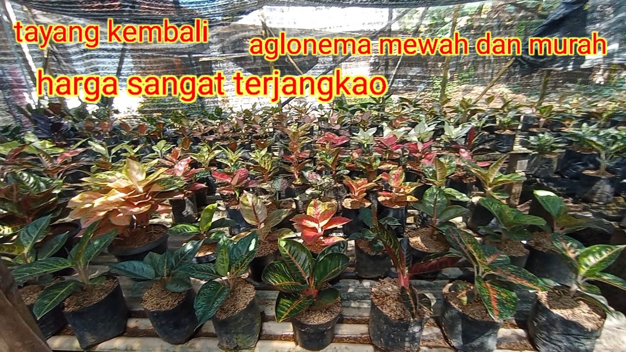 Tayang kembali aglonema mewah, mewah harga marah tak terbatas waktu. Sepesial