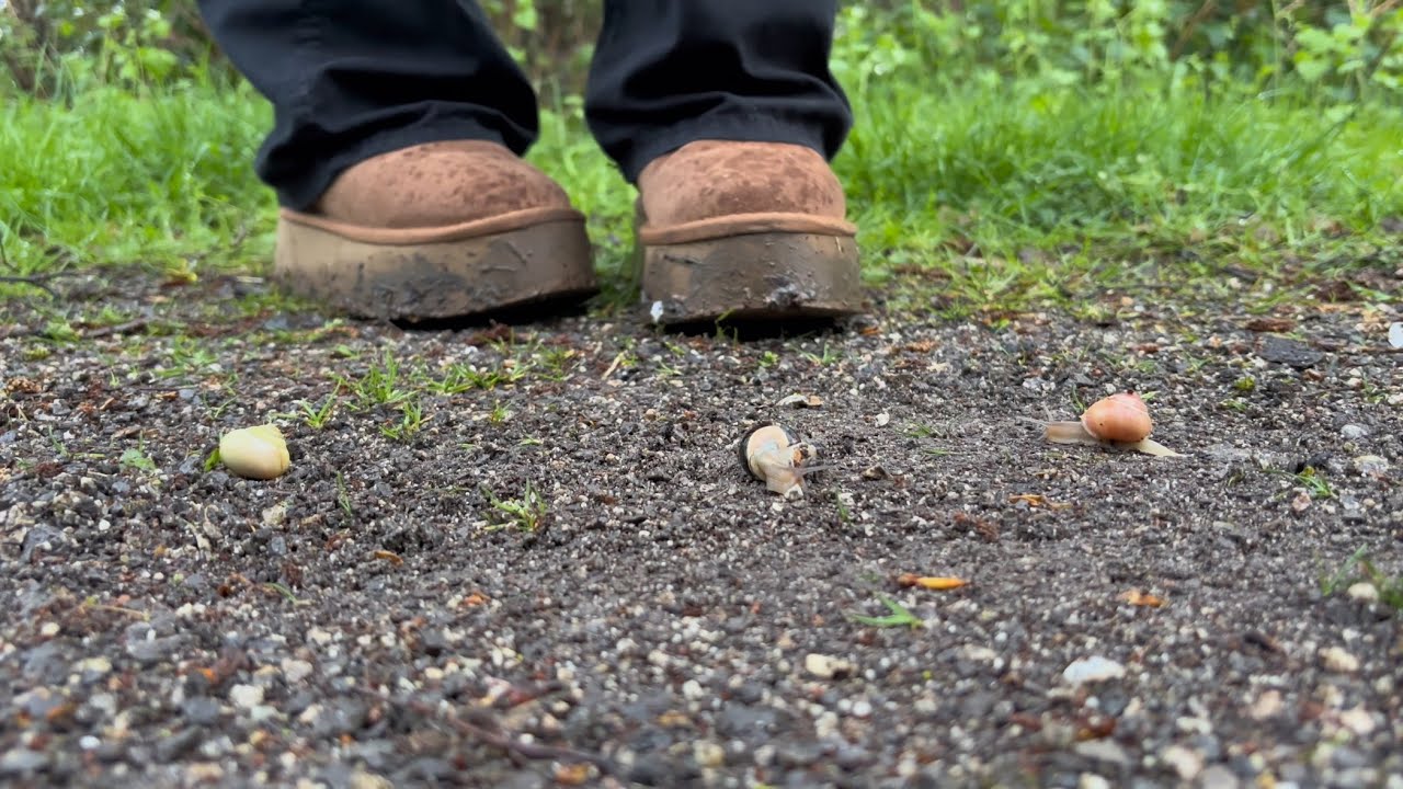 Snail crushing