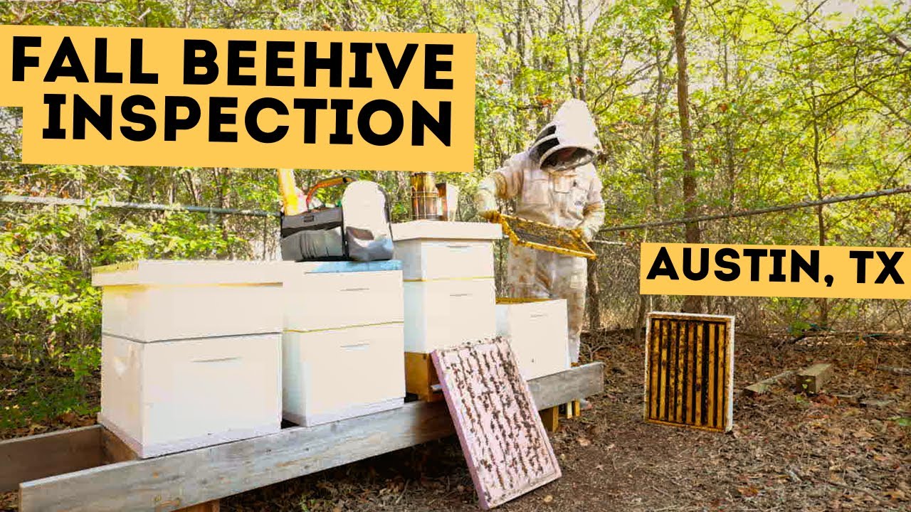 Fall Beehive Inspection - Beekeeping with Elissa Sexton