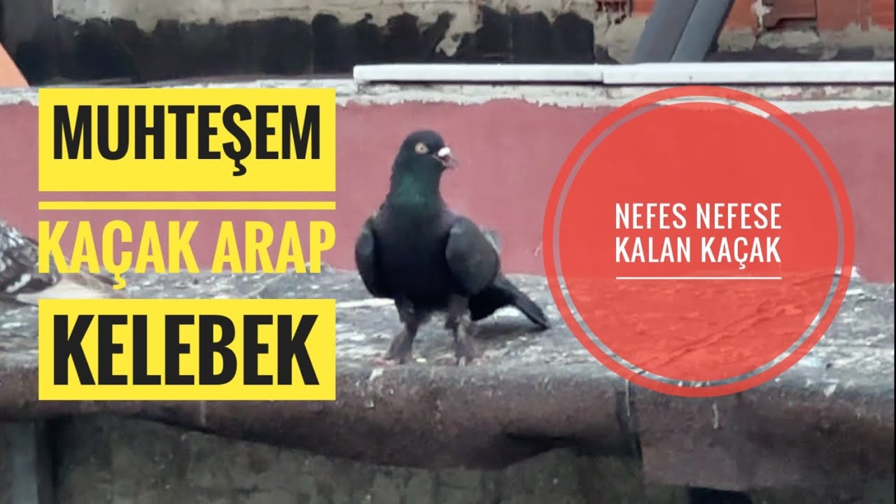 2 KAÇAK AYNI ANDA İNDİRDİK ORTALIK KARIŞTI  ÇOK KEYİFLİ BİR VİDEO SİZLERLE