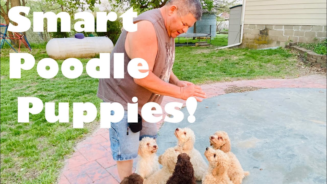 Nine week old standard poodle puppies
