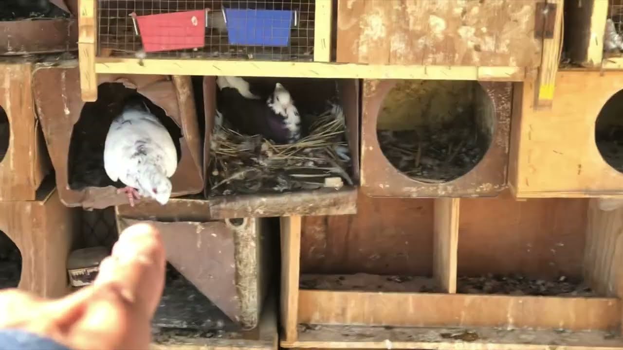 الارانبه البلدي ولدت وجابت 8