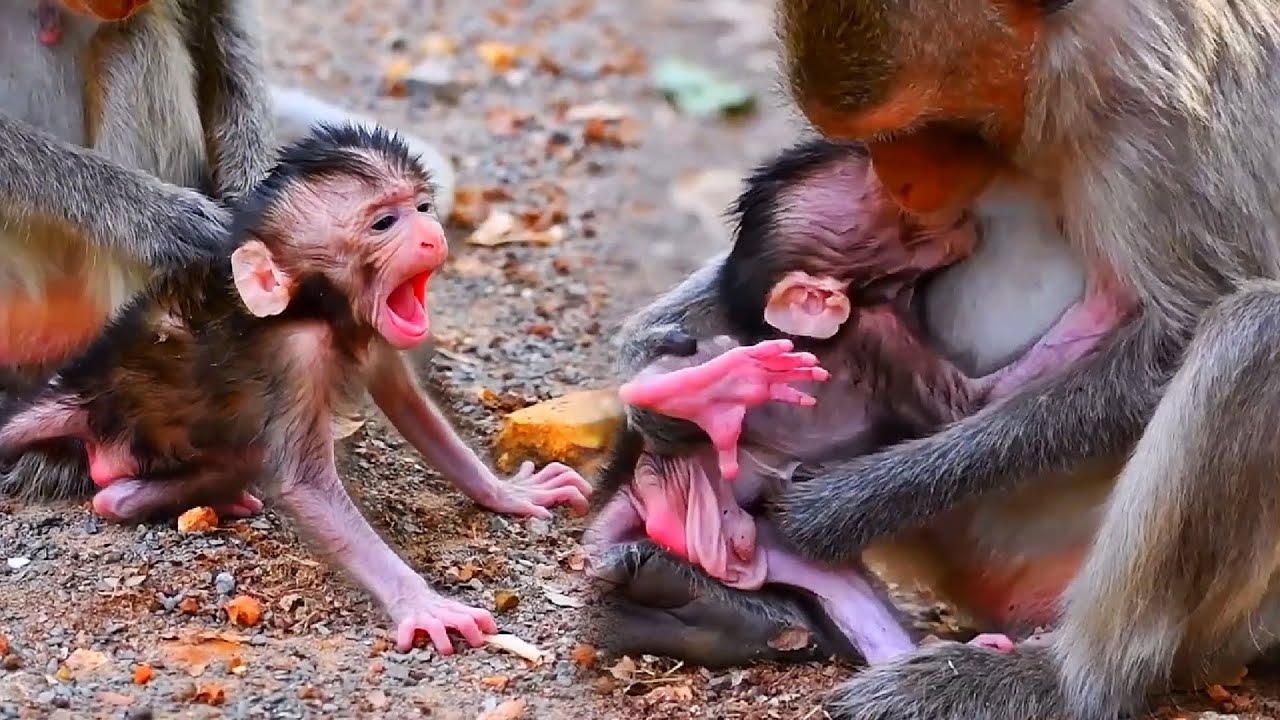 Tiny Baby Monkey 2026 Trying To Hug Mom and Really Wants To Move