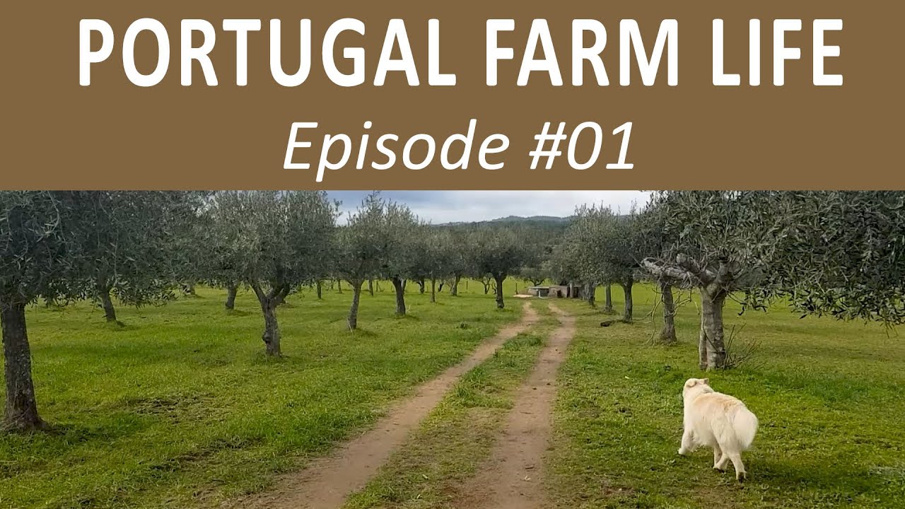 We BOUGHT a FARM in Portugal! | Portugal Farm Life 2-01