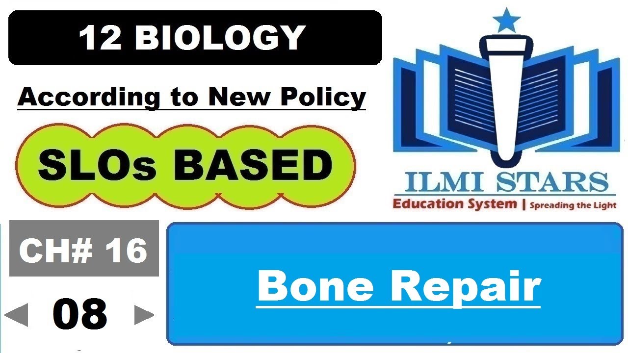 Bone Repair Process Class 12 Biology Chapter 16 Federal Board and KPK Board