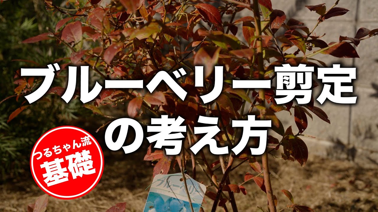 ブルーベリーの剪定基礎講座【ブッシュ状の果樹剪定の考え方】