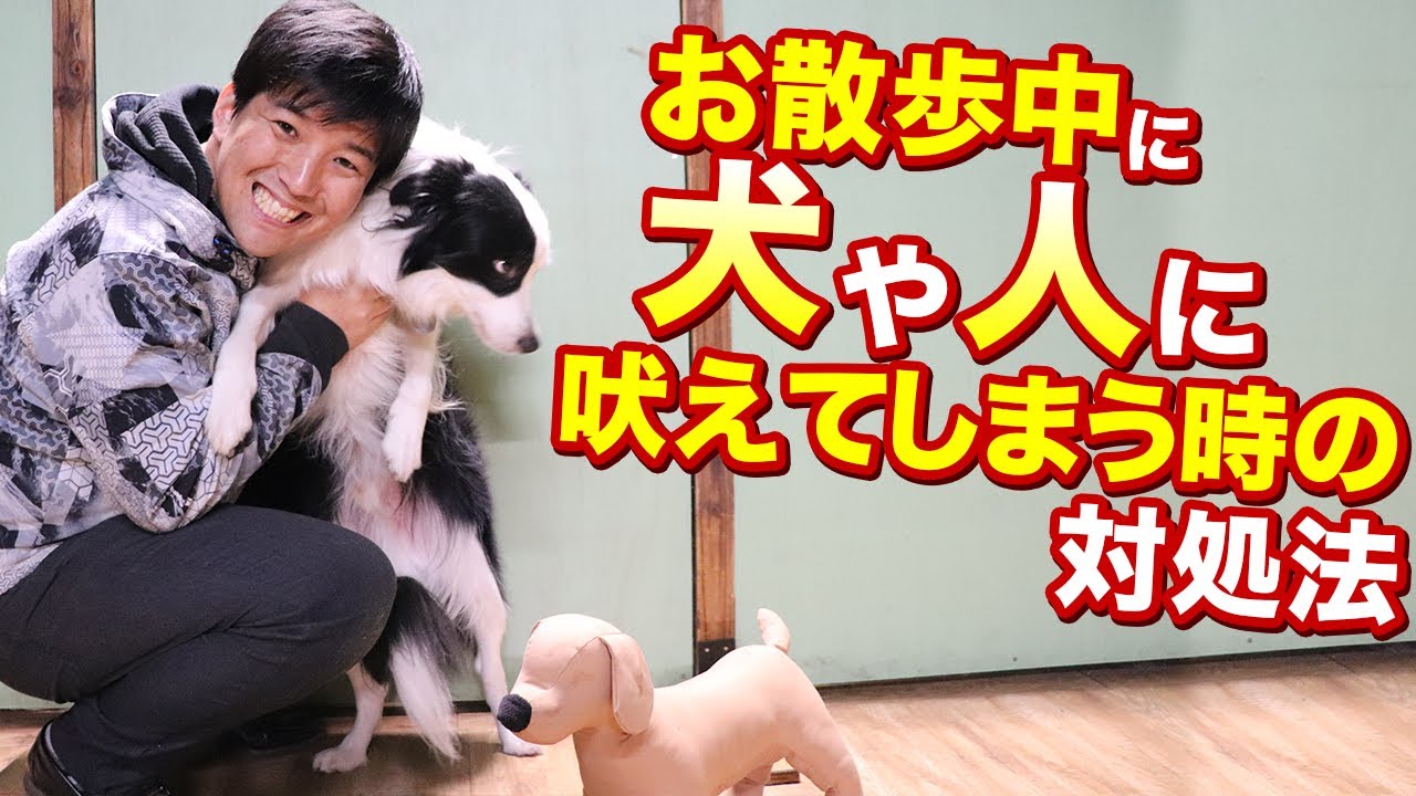 お散歩中に人や犬に吠えてしまう時の対処法についてお話します！