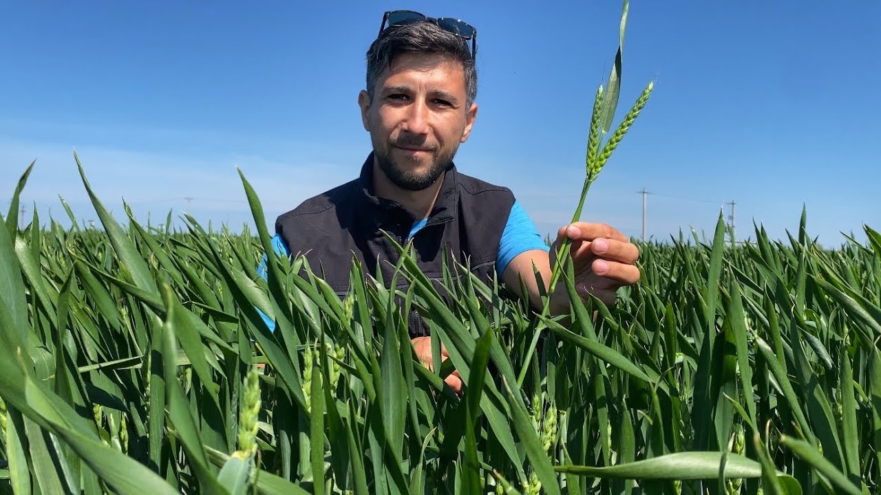 Probleme grau 2023 - prezentare soiuri; EXTRAtimpuriu, Semitimpuriu, hibrid grau #SaatenUnion #Wheat