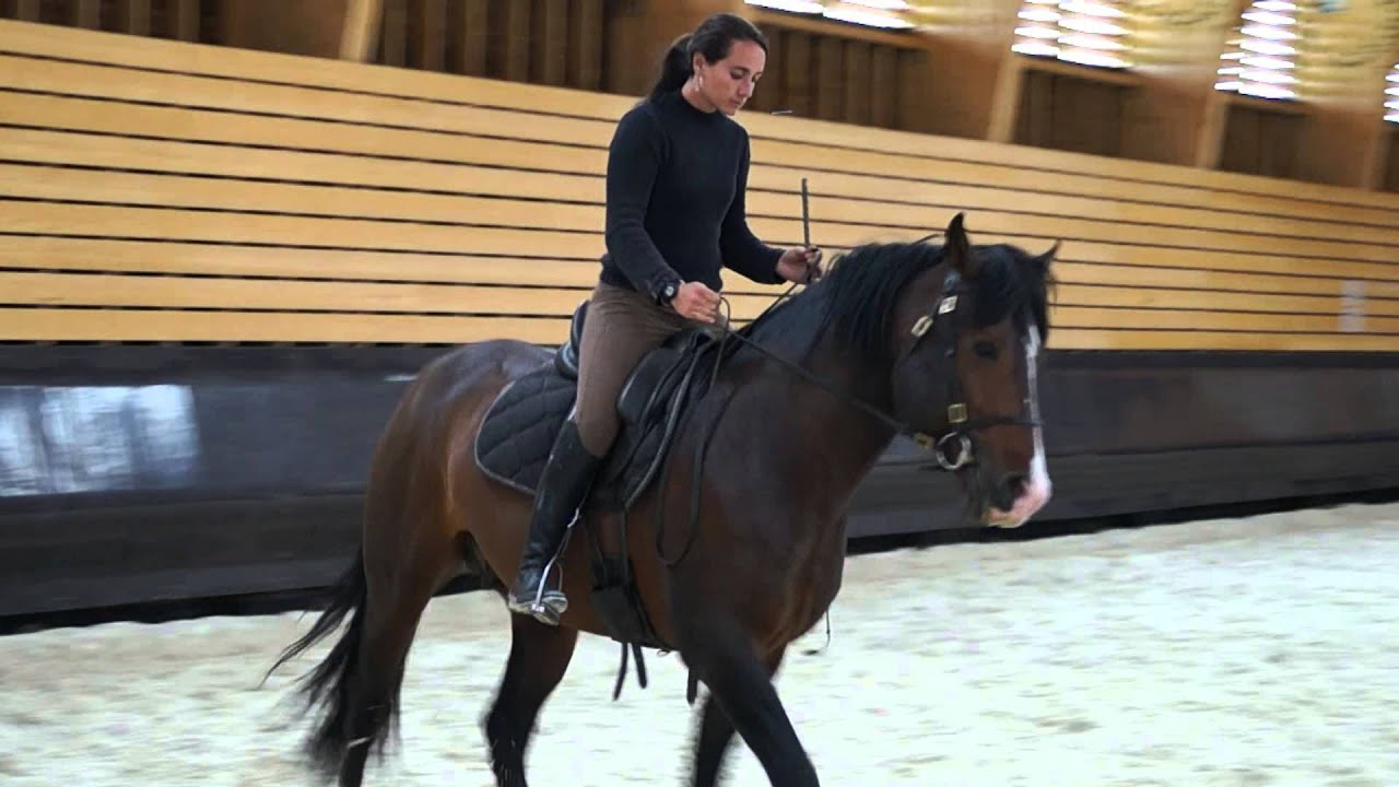Equitation Dressage : Viriato et Céline démonstration de travail