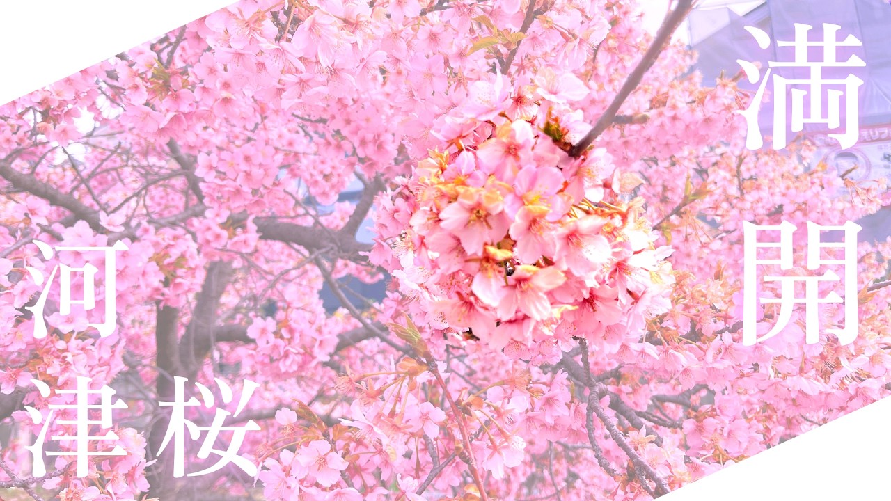 河津桜はもう満開！淀水路に春が来た！