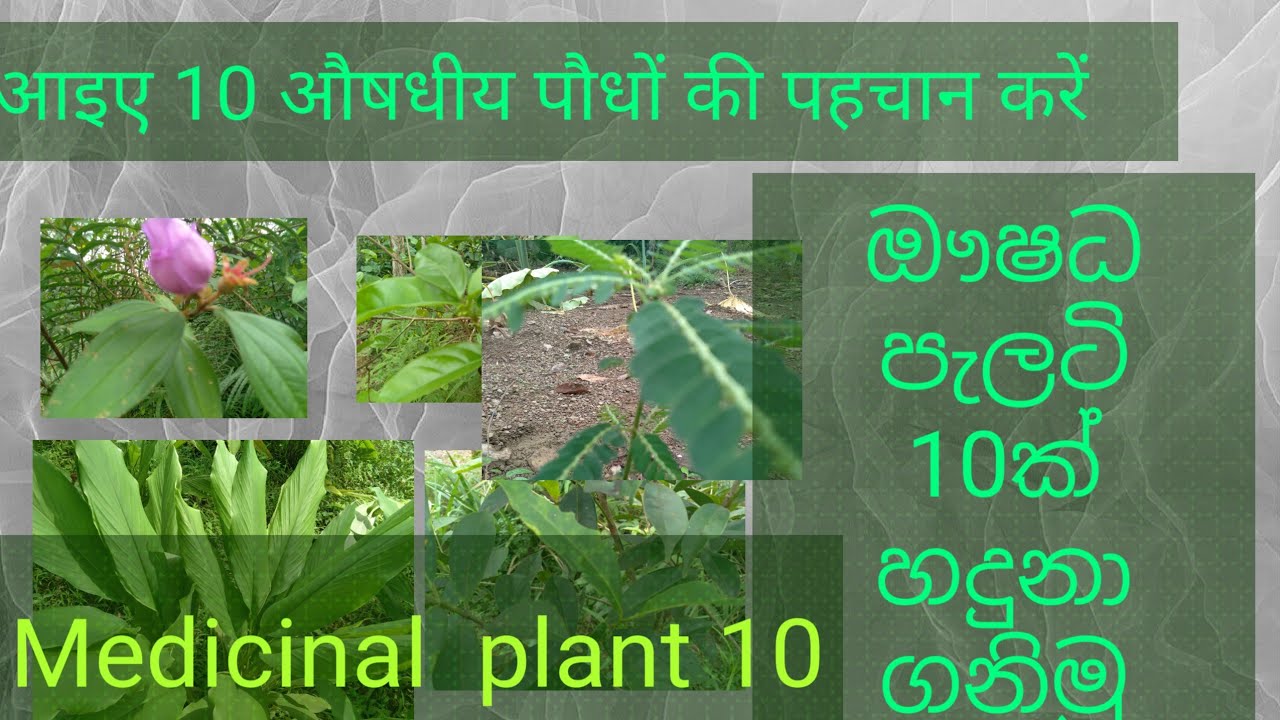 medicinal plant/`medicinal plant and/10 Ayurvedic plants/10 popular plants/#ishan #/$sri lanka#