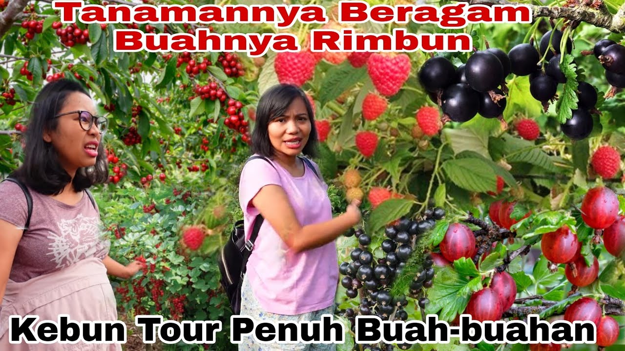 KEBUN TOUR BARENG KELUARGA BAHAGIA DI JERMAN, SEMUA TANAMAN BERBUAH LEBAT