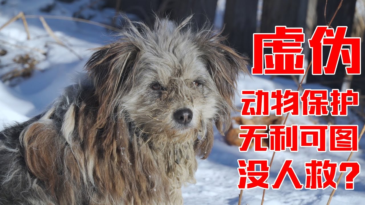 【环华十年】为什么爱狗人士，宁愿花钱去玉林买狗，也不来这里拯救流浪狗？