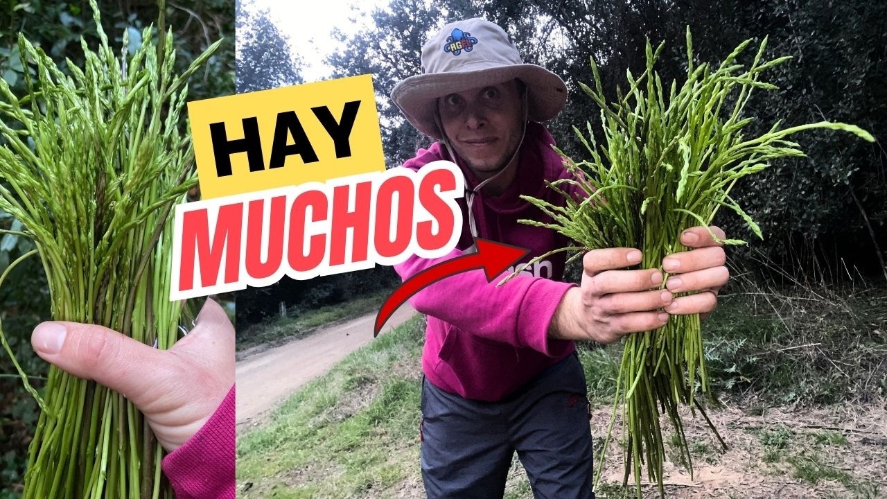 TE ENSEÑO a RECOLECTAR ESPARRAGOS este AÑO HAY MCUHOS