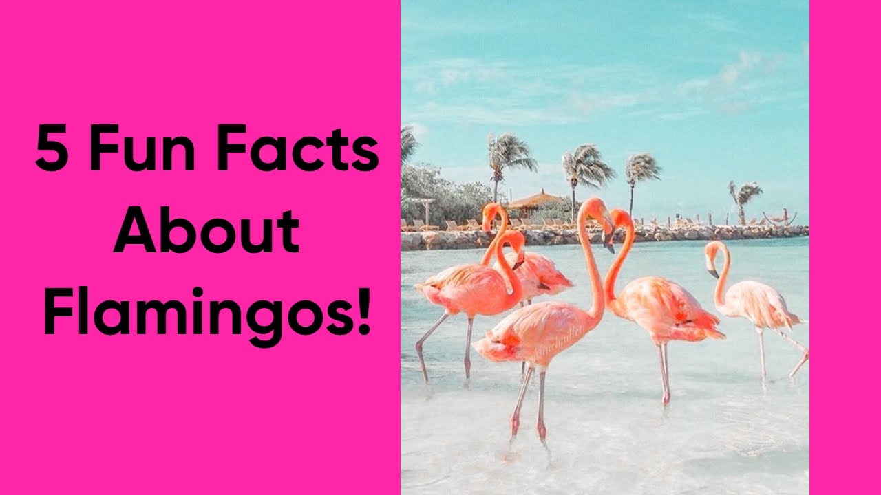 flamingos1