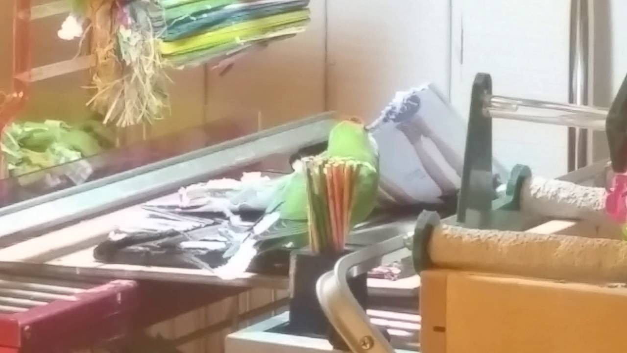 Lovebird does some major shredding