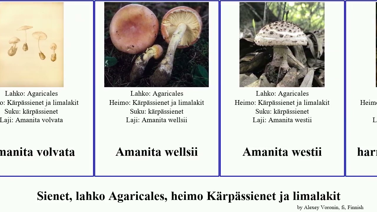 Sienet, lahko Agaricales, heimo K&auml;rp&auml;ssienet ja limalakit amanita fungus australis aestivalis