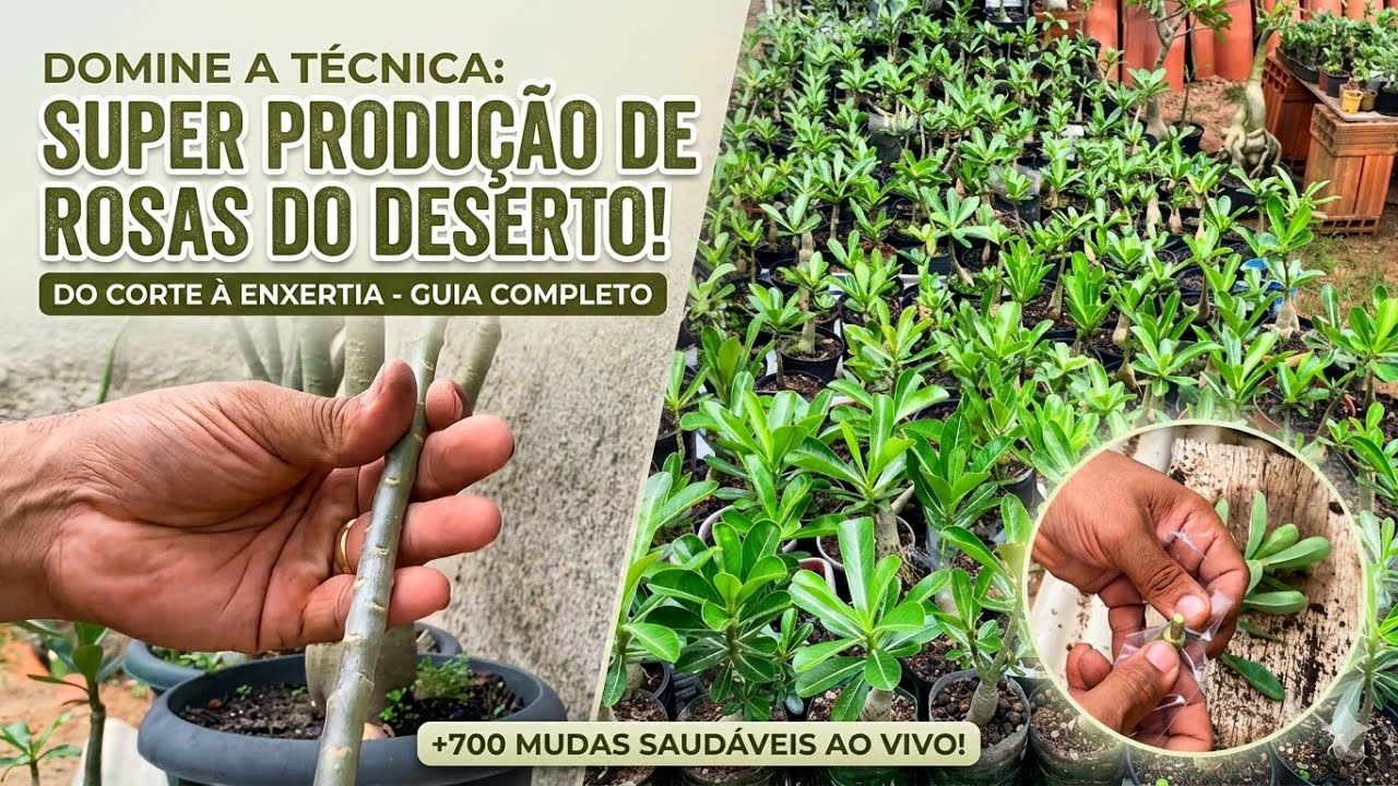 DOMINE A TÉCNICA: SUPER PRODUÇÃO DE ROSAS DO DESERTO