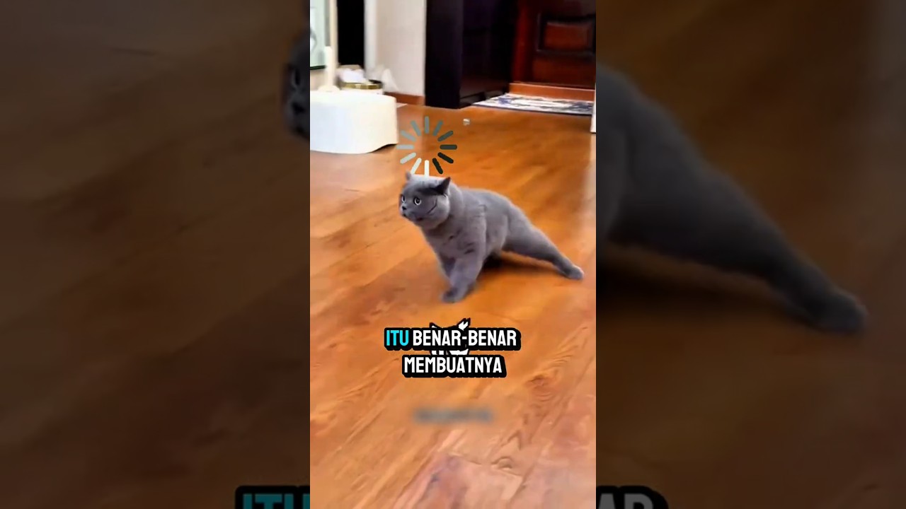 Kucing ini dapet pelajaran berharga, trauma berat 😭
