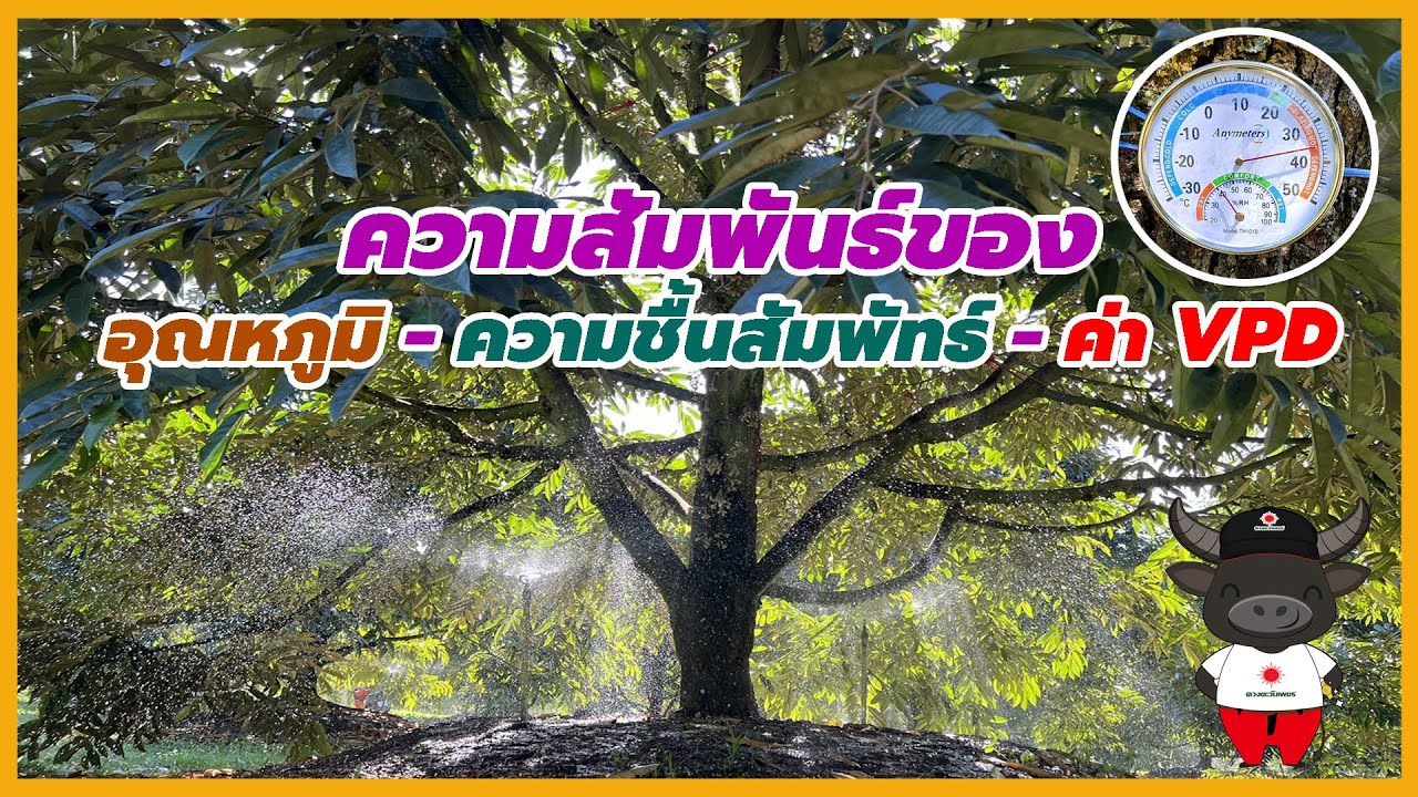 ความสัมพันธ์ของ อุณหภูมิ - ความชื้นสัมพัทธ์ - ค่า VPD กับทุเรียน