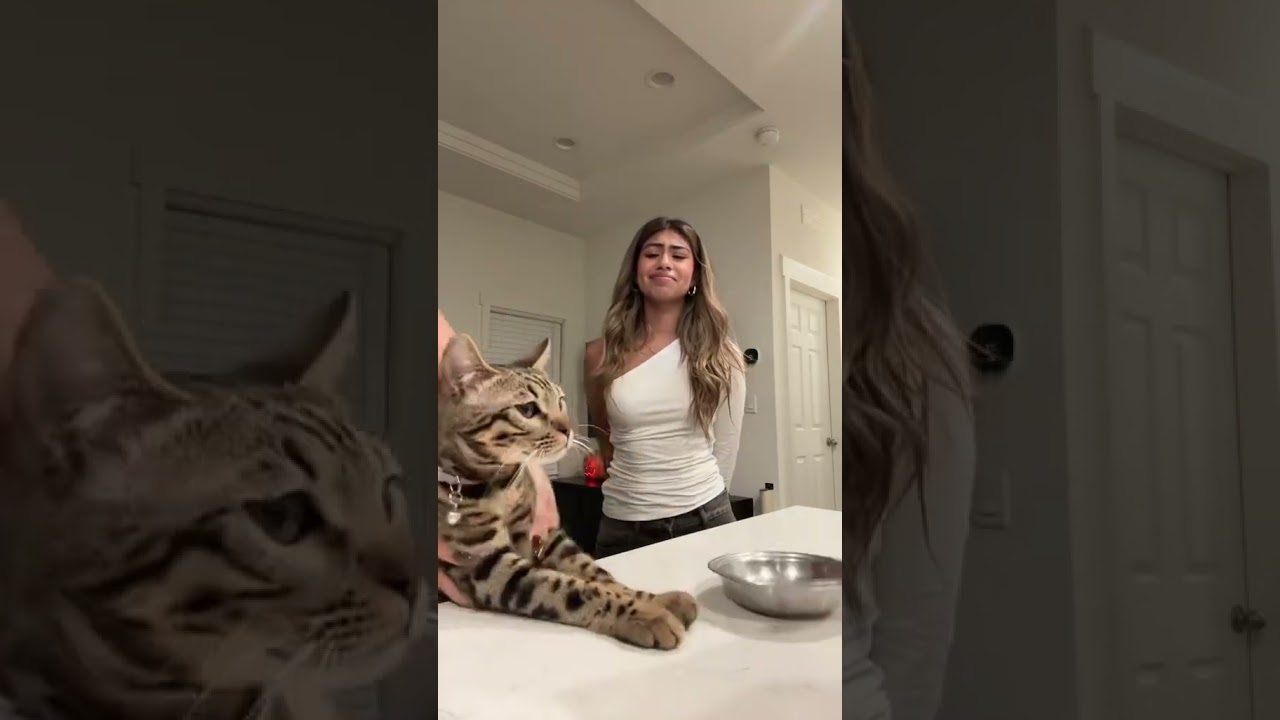 I&rsquo;ll get it right next time jasper 🥲 #cat #grwm #funny #cats #4urpage #fypシ